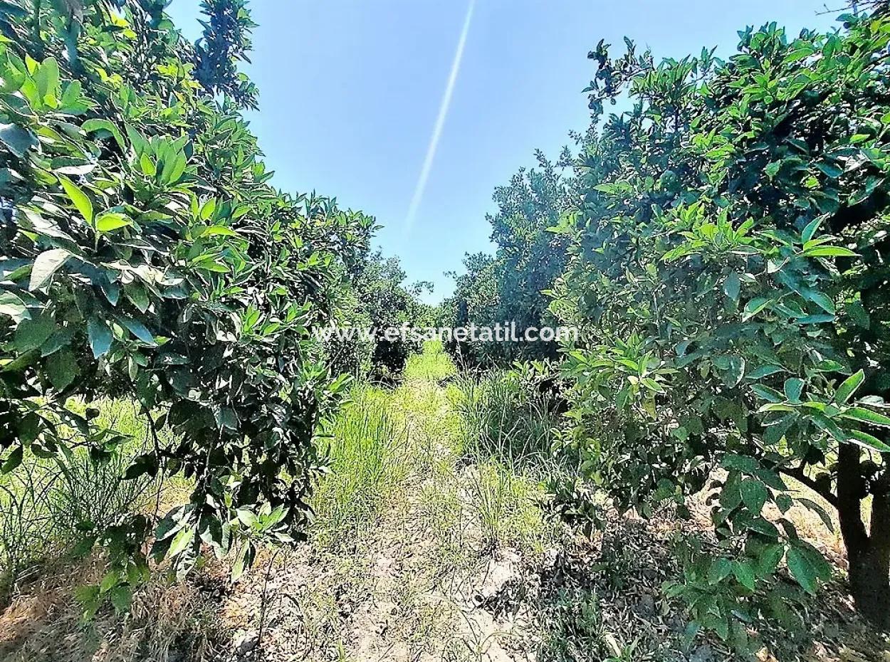 Köyceğizde See Schließen 2 650M2 Freistehender Garten Zum Verkauf