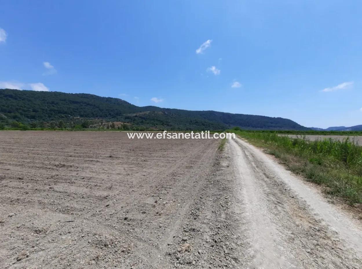 Fruchtbares Land Zu Vermieten In Ortaca Güzelyurt