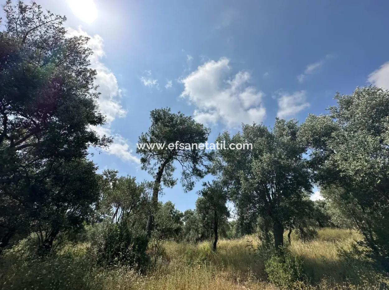 5 800 M2 Günstiger Olivenhain Mit Meerblick Zum Verkauf In Muğla Ortaca Fevziye