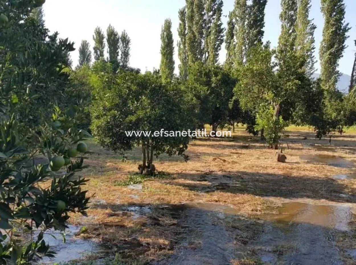 Garten Zum Verkauf In Köyceğiz Dorf