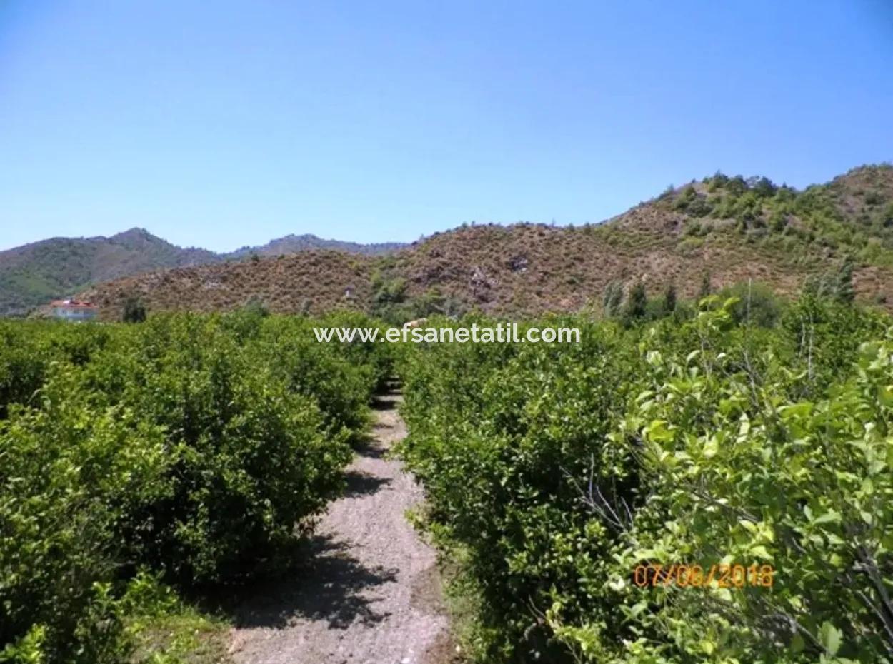 Zitrone Garten Zum Verkauf In Dalaman Muğla Native Tasliburun 5 330 M2