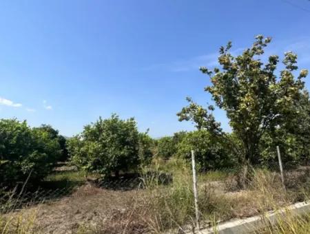 15 000 M2 Zitronenplantage Zum Verkauf In Eskiköy, Dalyan