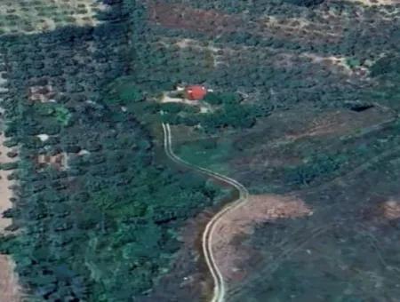 6350 M2 Feld Zum Verkauf In Muğla Menteşe Kafaca