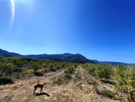 26.200 M2 Dorfweide Null Schnäppchenland Zum Verkauf In Dalyan