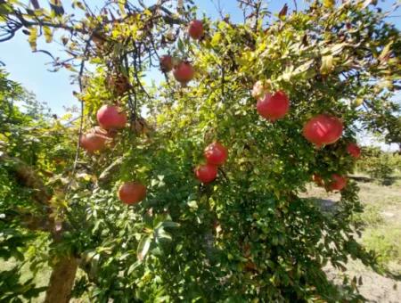 Muğla Dalyanda 5700 M2 Gepflegter Schnäppchen-Granatapfelgarten Zum Verkauf