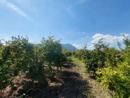 6 250 M2 Gepflegter Schnäppchen-Granatapfelgarten Zum Verkauf In Dalyan, Muğla