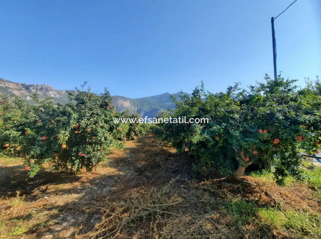 Mugla Ortaca Dalyan 7520 M2 Maniced Detached Pomegranate Garden For Sale