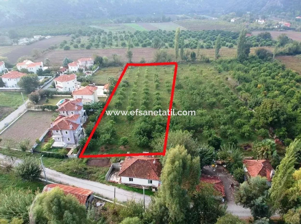 Muğla Ortaca Marmarlıda 4.000 M2 Lemon Garden 5 Years Rental