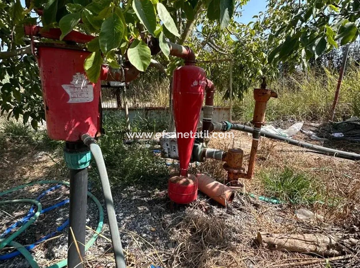 15 000 M2 Lemon Garden For Sale In Dalyan Eskiköy