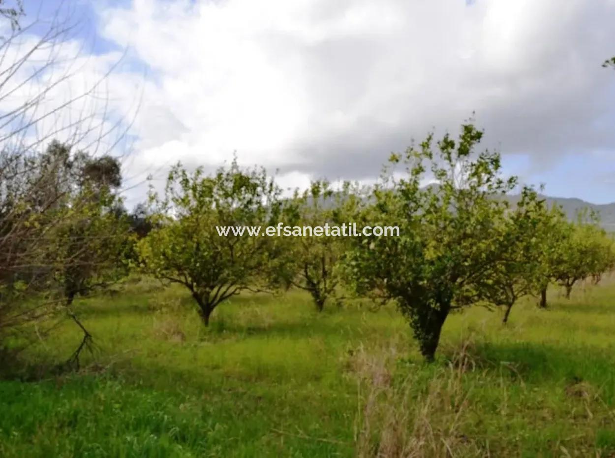 Ortaca Yerbelende Kelepir 1068 M2 Zoned Land For Sale, Suitable For Build And Sell