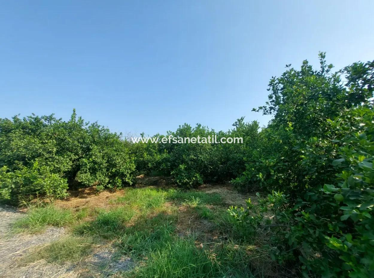 4500 M2 Well-Kept Lemon Garden For Sale In Ortaca Karadonlar