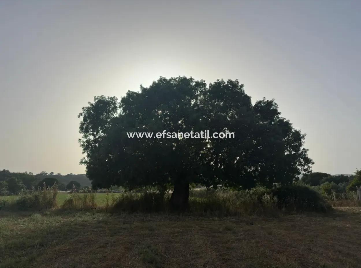 8 000 M2 Detached Bargain Land For Sale Or Exchange In Milas Kazıklı