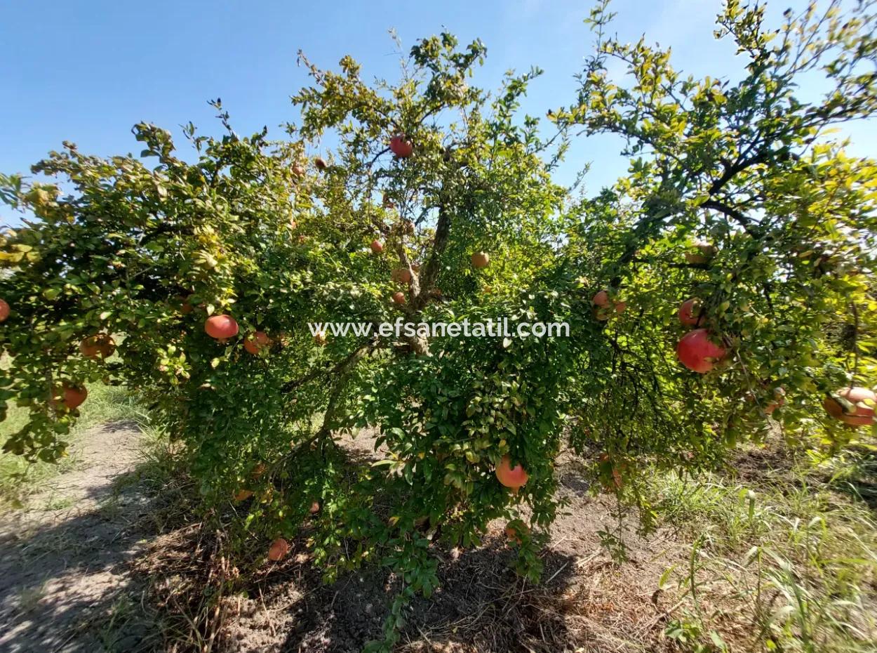 Muğla Dalyanda 5700 M2 Well-Kept Bargain Pomegranate Garden For Sale