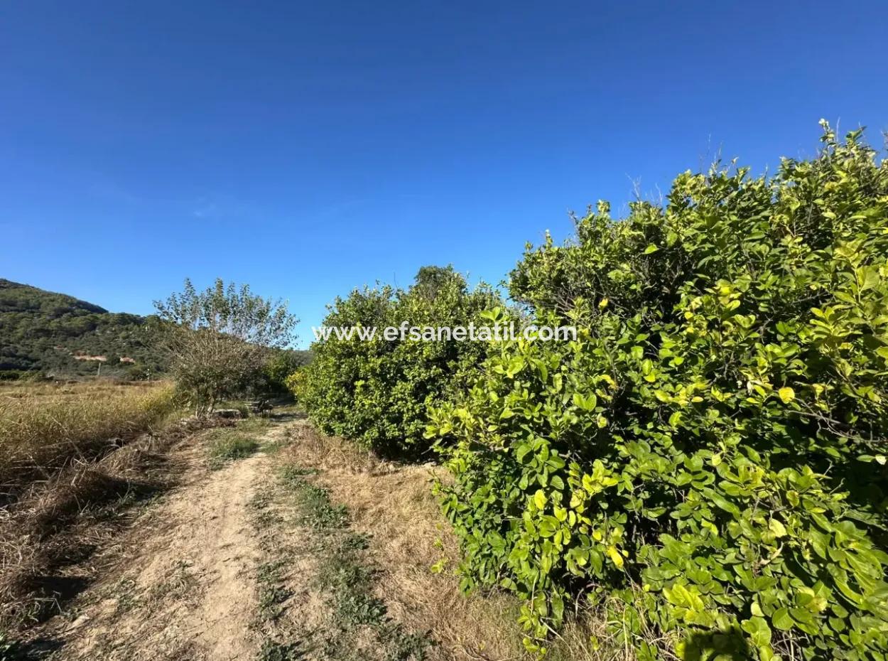 9000 M2 Lemon Orchard For Sale In Ortaca Fevziye