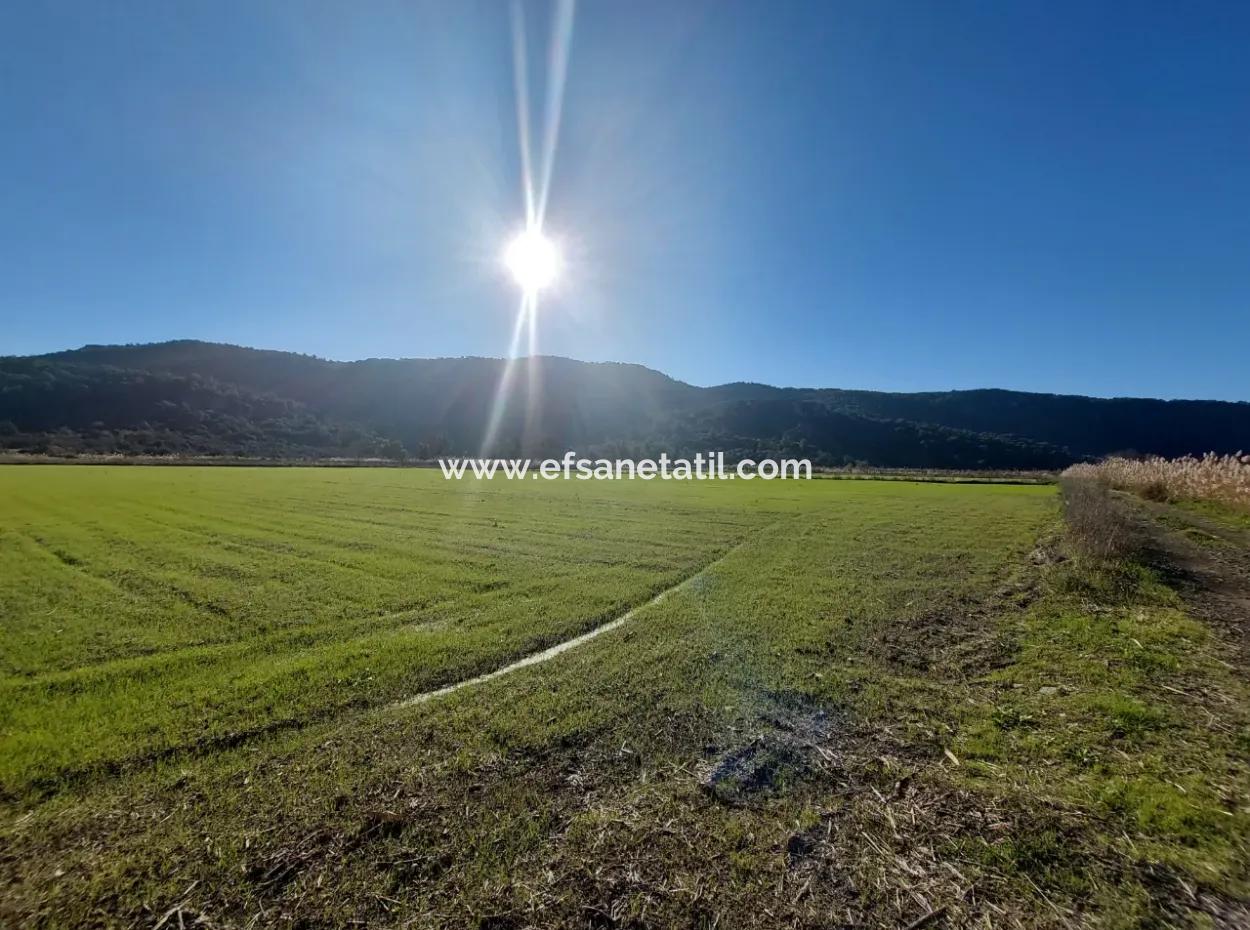 19.000 M2 Kepir Fertile Land Suitable For Investment In Ortaca Güzelyurt For Sale