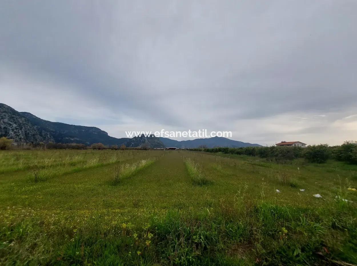 5094 M2, 250 M2 Pomegranate Garden Suitable For Investment With Construction Permit For Sale In Dalyan.