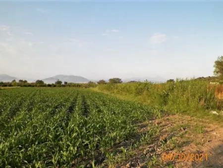 10 000 M2 Fertile Land For Sale In Mugla Ortaca Mergenli