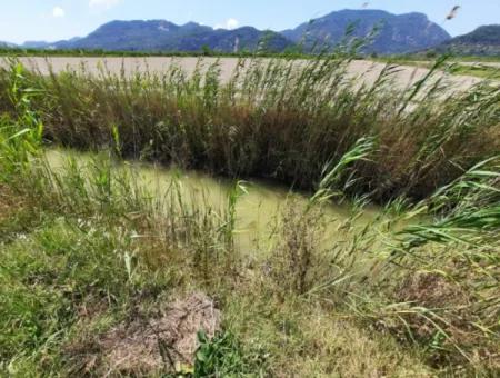 Fertile Land For Rent In Ortaca Güzelyurt