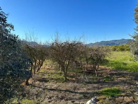 4 378 M2 Detached Bargain Field With Title Deed For Sale In Ortaca Fevziye