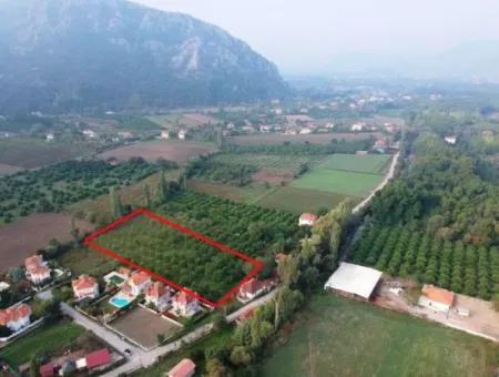 Muğla Ortaca Marmarlıda 4.000 M2 Lemon Garden 5 Years Rental