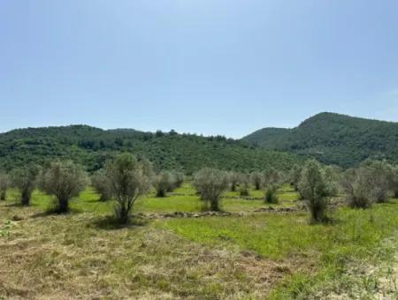 1644 M2, 250 M2 Construction Permit Land For Sale In Ortaca Fevziye