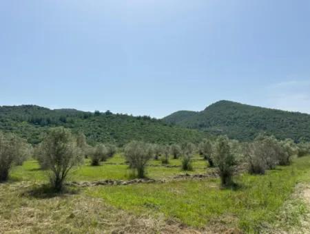 1644 M2, 250 M2 Construction Permit Land For Sale In Ortaca Fevziye