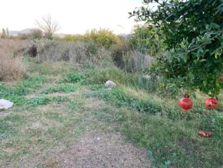 26.200 M2 Detached Field And 3.000 M2 200 Avocados For Sale In Ortaca Güzelyurt