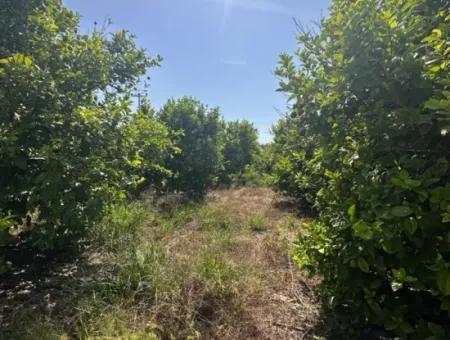 15 000 M2 Lemon Orchard For Sale In Eskiköy, Dalyan