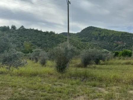 1644 M2, 250 M2 Construction Permit Land For Sale In Ortaca Fevziye