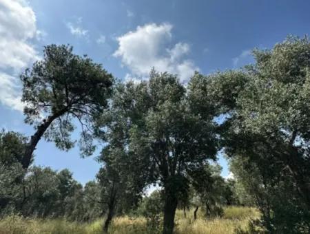 5 800 M2 Bargain Olive Grove With Sea View For Sale In Muğla Ortaca Fevziye