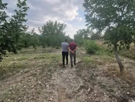 7.300M2 Detached Walnut Orchard For Sale In The Center Of Çameli