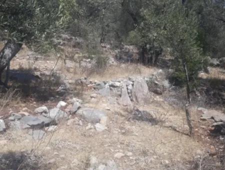 375 M2 Bargain Olive Grove In Nature In Dalamanda For Sale Or Car Swap