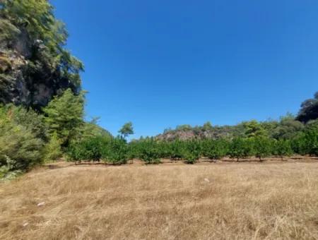 4.427 M2 Fertile Land With Mountain And Nature View In Ortaca Okçular For Sale