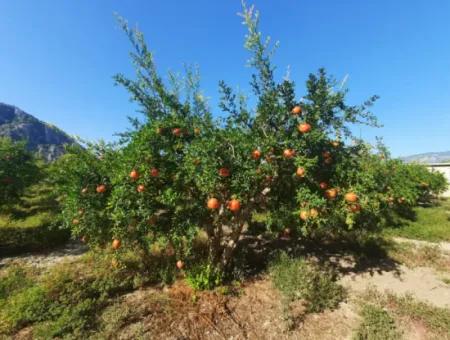 Muğla Dalyanda Well Maintained 35 000 M2 Land For Sale