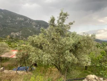 2442M2 Detached Olive Orchard For Sale In Seydikemer Söğütlüdere, Muğla