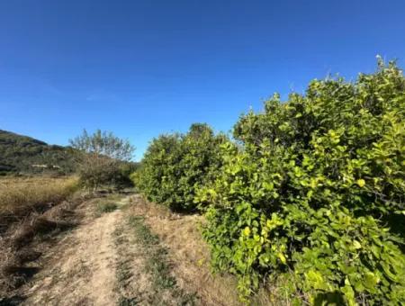 9000 M2 Lemon Orchard For Sale In Ortaca Fevziye