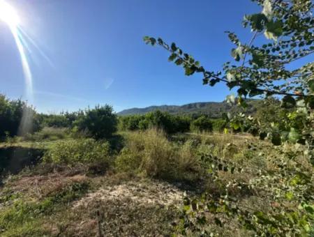 9000 M2 Lemon Orchard For Sale In Ortaca Fevziye