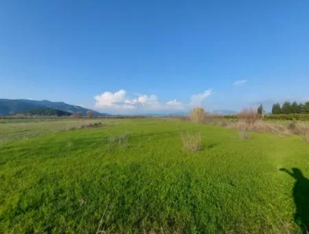 19.000 M2 Kepir Fertile Land Suitable For Investment In Ortaca Güzelyurt For Sale