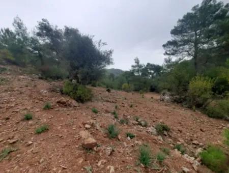 24.000 M2 Detached Land For Sale In Muğla Dalyan Gökbelde Nature