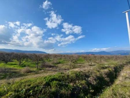 24.800 M2 Investment And Pomegranate Garden Suitable For Agricultural Loan For Sale In Ortaca Tepearası