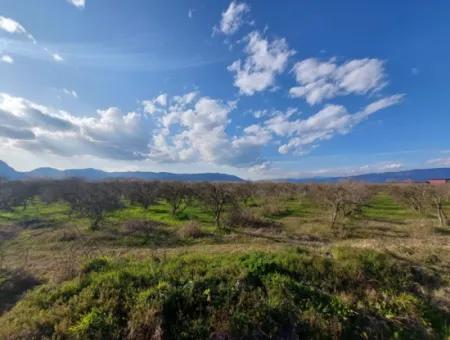 24.800 M2 Investment And Pomegranate Garden Suitable For Agricultural Loan For Sale In Ortaca Tepearası