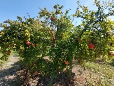 6 250 M2 Well-Kept Bargain Pomegranate Garden For Sale In Dalyan, Muğla