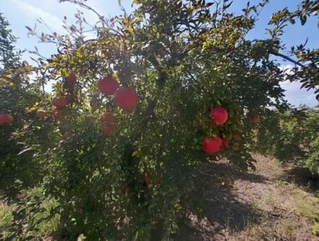 6 250 M2 Well-Kept Bargain Pomegranate Garden For Sale In Dalyan, Muğla