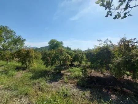 6 250 M2 Well-Kept Bargain Pomegranate Garden For Sale In Dalyan, Muğla