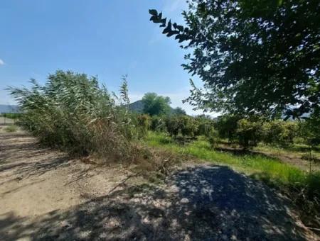 6 250 M2 Well-Kept Bargain Pomegranate Garden For Sale In Dalyan, Muğla