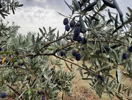 Köyceğiz Zeytinalanında Satılık Göl Manzaralı Arazi