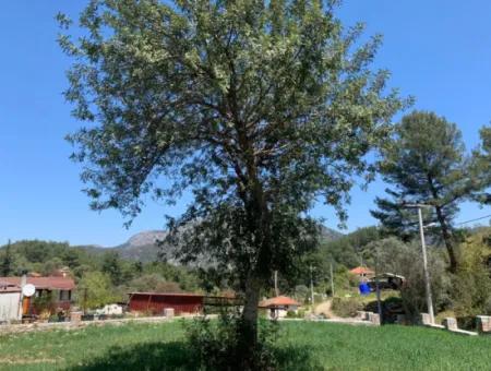 Dalyan Gökbelde 678 M2 Hisse Satılık